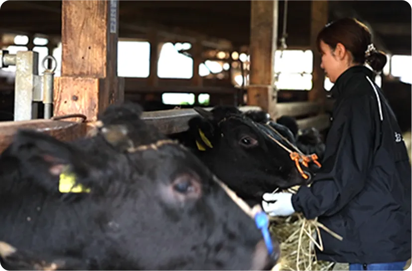 生産者が餌をあげている様子 | おおいた和牛 ～百年の恵み～ | 新しい大分県産和牛ブランド